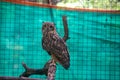 Indian Eagle owl in cage