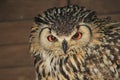 Indian eagle-owl