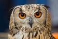 Indian Eagle Owl Head Staring at Camera Royalty Free Stock Photo