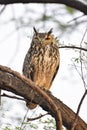 Indian Eagle owl Perching on tree Royalty Free Stock Photo