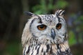 Indian Eagle Owl