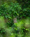Indian eagle owl or rock eagle owl or Bengal eagle-owl large horned owl perched on natural green tree in during monsoon safari at