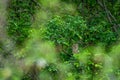 Indian eagle owl or rock eagle owl or Bengal eagle-owl or large horned owl or Bubo bengalensis perched on natural green tree