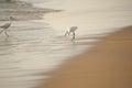 Indian egret on the beach in India