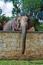 Indian elefant in the camp Royalty Free Stock Photo