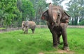 Indian elephant Royalty Free Stock Photo