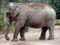 Indian Elephant