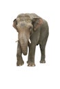 Indian elephant Royalty Free Stock Photo