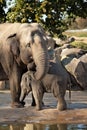 Indian elephant baby in the Prague Zoo Royalty Free Stock Photo