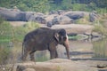 The Indian elephant bathes in the river swim Royalty Free Stock Photo