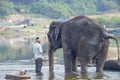 The Indian elephant bathes in the river swim Royalty Free Stock Photo