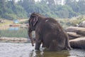 The Indian elephant bathes in the river swim Royalty Free Stock Photo