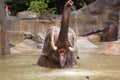 Indian elephant bathing in the Prague Zoo Royalty Free Stock Photo