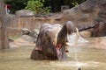 Indian elephant bathing in the Prague Zoo Royalty Free Stock Photo