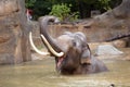 Indian elephant bathing in the Prague Zoo Royalty Free Stock Photo