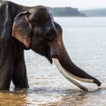 An indian elephant with big tusks