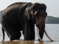 a big Indian elephant with big tusks