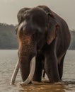 An indian elephant with big tusks