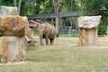 Indian elephant in zoological garden enclosure in Prague Royalty Free Stock Photo