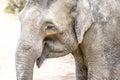 Indian Elephant - close up portrait Royalty Free Stock Photo