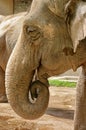 Wild animal. Portrait of Indian elephant Royalty Free Stock Photo