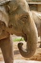 Wild animal. Portrait of Indian elephant Royalty Free Stock Photo