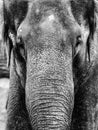 Indian Elephant - close-up portrait in black and white Royalty Free Stock Photo