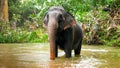 Adult indian elephant crossing small river in tropical jungle forest on Sri Lanka Royalty Free Stock Photo