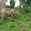 Indian elephant for dihing patkai fores Royalty Free Stock Photo