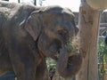 Indian elephant eating straw Royalty Free Stock Photo