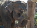 Indian elephant eating straw Royalty Free Stock Photo