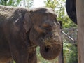 Indian elephant eating straw Royalty Free Stock Photo