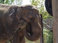 Indian elephant eating straw Royalty Free Stock Photo