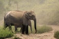 Indian elephant Elephas maximus