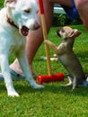 Clash of the dogs Chihuahuas and Golden Retriever