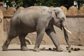 Indian elephant Elephas maximus indicus