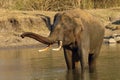 The Indian elephant (Elephas maximus indicus), a large tusker bathing in a forest watering hole. Royalty Free Stock Photo