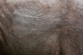 Indian elephant (Elephas maximus indicus). Skin texture.