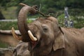 Indian elephant (Elephas maximus indicus)