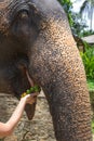 An Indian elephant feasts bananas with a female hand in the shade on a hot day. Portrait.