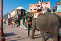Indian elephant goes through the old city