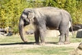 Indian elephant having bath in dust Royalty Free Stock Photo