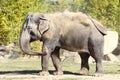 Indian elephant having bath in dust Royalty Free Stock Photo