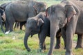 Indian elephant herd Elephas maximus in grassland Minerriya National Park, Sri Lanka Royalty Free Stock Photo