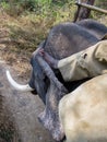 Indian elephant and injured mahavat rider holding Ankus hook