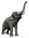 Indian Elephant isolated on white background 3d illustration Royalty Free Stock Photo