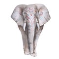 Indian elephant. Isolated on a white background.