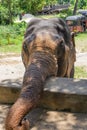 An Indian elephant resting in the shade on a hot day. The portrait. The Indian elephant is a subspecies of the Asian elephant