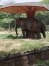 Indian elephant resting in shade on hot dry day at new Delhi India