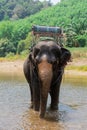 Indian elephant standing in the middle of small river Royalty Free Stock Photo